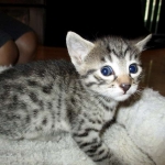 Mau silver male with tarnish 4-29-16