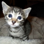 Mau silver male with tarnish 4-29-16