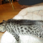 Mau silver male with tarnish 4-29-16