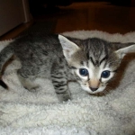 Mau silver male with tarnish 4-29-16