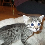 Mau silver male with tarnish 4-29-16