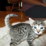 Mau silver male with tarnish 4-29-16