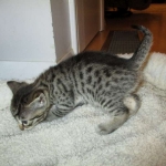 Mau silver male with tarnish 4-29-16