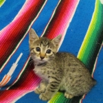 Mau silver male with tarnish 4-29-16