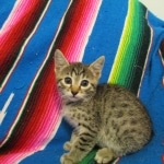 Mau silver male with tarnish 4-29-16