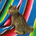 Mau silver male with tarnish 4-29-16