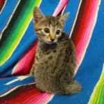 Mau silver male with tarnish 4-29-16