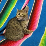 Mau silver male with tarnish 4-29-16