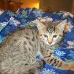 Mau silver male with tarnish 4-29-16