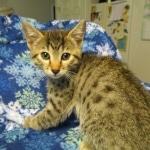 Mau silver male with tarnish 4-29-16