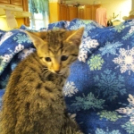 Mau silver male with tarnish 4-29-16