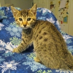 Mau silver male with tarnish 4-29-16