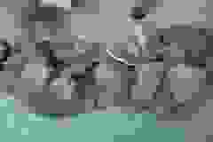 Sparta Mau Silver female#4 DOB-4-15-16