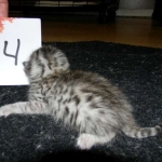 Egyptian Mau, silver female maybe DOB 4-15-16