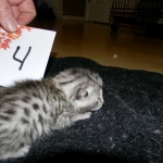 Egyptian Mau, silver female maybe DOB 4-15-16