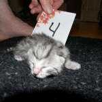 Egyptian Mau, silver female maybe DOB 4-15-16