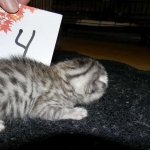 Egyptian Mau, silver female maybe DOB 4-15-16