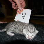 Egyptian Mau, silver female maybe DOB 4-15-16