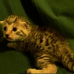 Egyptian Mau, silver female DOB 4-15-16