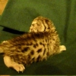 Egyptian Mau, silver female DOB 4-15-16