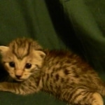 Egyptian Mau, silver female DOB 4-15-16