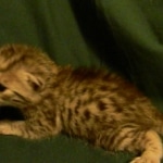 Egyptian Mau, silver female DOB 4-15-16