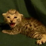 Egyptian Mau, silver female DOB 4-15-16