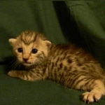 Egyptian Mau, silver female DOB 4-15-16