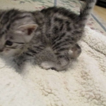 Egyptian Mau, silver female DOB 4-15-16