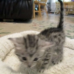 Egyptian Mau, silver female DOB 4-15-16