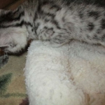 Egyptian Mau, silver female DOB 4-15-16