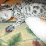 Egyptian Mau, silver female DOB 4-15-16
