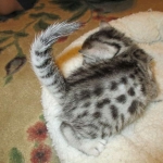 Egyptian Mau, silver female DOB 4-15-16