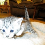 Egyptian Mau, silver female DOB 4-15-16
