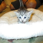 Egyptian Mau, silver female DOB 4-15-16