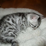 Egyptian Mau, silver female DOB 4-15-16