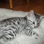 Egyptian Mau, silver female DOB 4-15-16