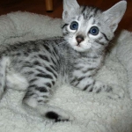 Egyptian Mau, silver female DOB 4-15-16