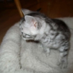 Egyptian Mau, silver female DOB 4-15-16