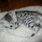 Egyptian Mau, silver female DOB 4-15-16