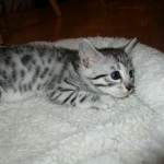 Egyptian Mau, silver female DOB 4-15-16