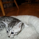 Egyptian Mau, silver female DOB 4-15-16