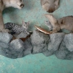 Sparta and Delphi, Silver Egyptian Maus