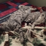 Sparta and her sisters.