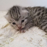 Egyptian Mau, silver, female DOB 6-15-16