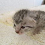 Egyptian Mau, silver, female DOB 6-15-16