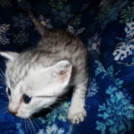 Egyptian Mau, silver, female DOB 6-15-16