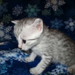Egyptian Mau, silver, female DOB 6-15-16