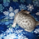 Egyptian Mau, silver, female DOB 6-15-16