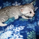 Egyptian Mau, silver, female DOB 6-15-16